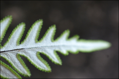 Aleuritopteris argentea