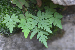 Aleuritopteris argentea