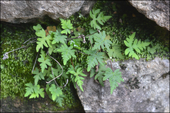 Aleuritopteris argentea