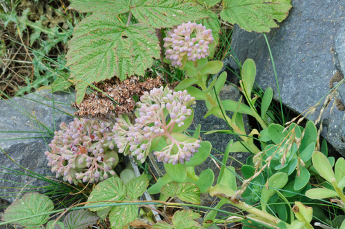 Hylotelephium anacampseros (Hylotelephium anacampseros)