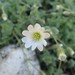 Woolly Alpine Chickweed - Photo (c) Krzysztof Ziarnek, Kenraiz, some rights reserved (CC BY-SA)