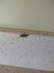 Saperda puncticollis