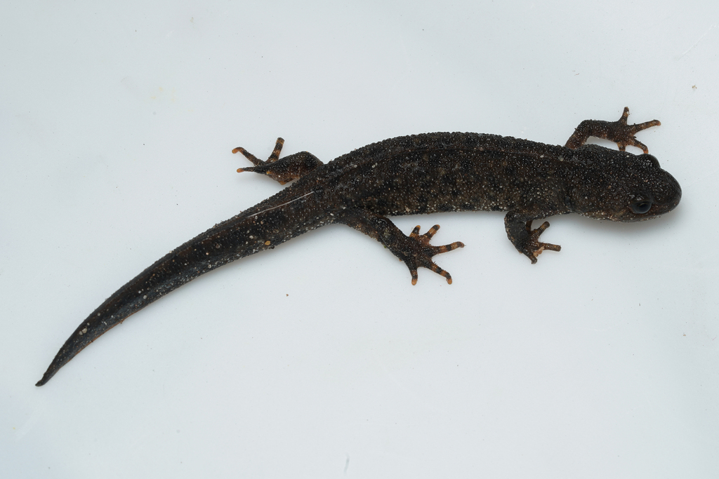 Triton crêté (Triturus cristatus)