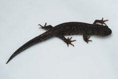 Crested Newt photo 4