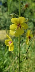 Verbascum blattaria