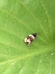 Olethreutes fasciatana