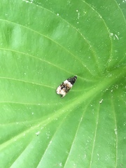 Olethreutes fasciatana