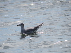 Leucophaeus atricilla