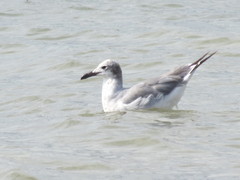 Leucophaeus atricilla