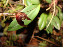 Stelis guerrerensis