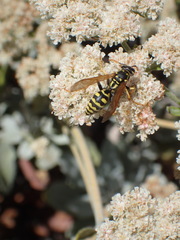 Polistes dominula