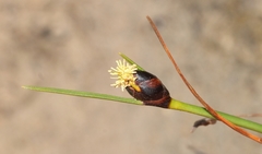 Ficinia levynsiae