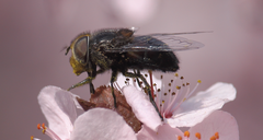 Copestylum scutellatum