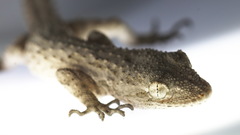 Mediodactylus russowii