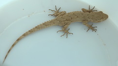 Mediodactylus russowii
