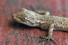 Mediodactylus russowii