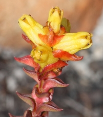 Penaea mucronata