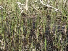 Carex chordorrhiza