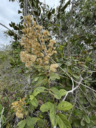 Moquiniastrum blanchetianum