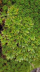 Azorella