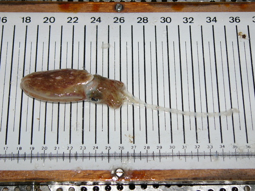 Representative image of Rhombosepion