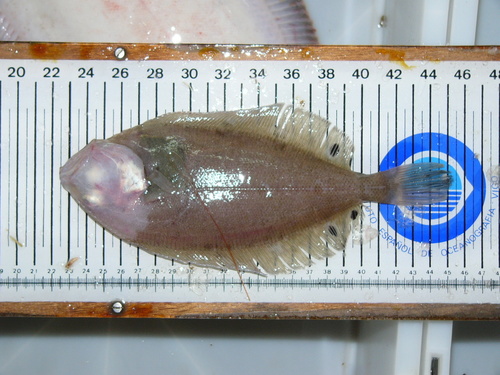 Flounder (Lepidorhombus boscii) — Scophthalmidae — 2