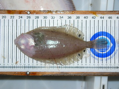 Lepidorhombus boscii
