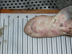 Scyliorhinus stellaris