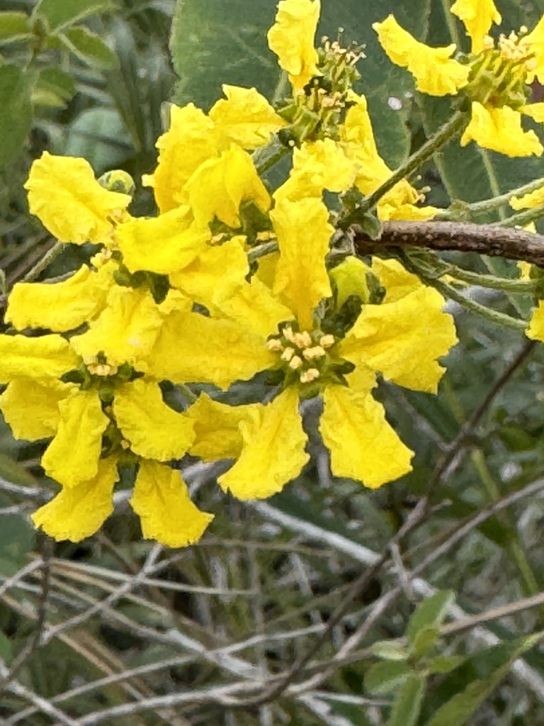 Glicophyllum chamaecerasifolium