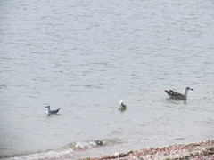 Leucophaeus atricilla