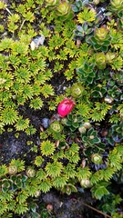 Disterigma empetrifolium