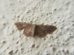 Idaea celtima