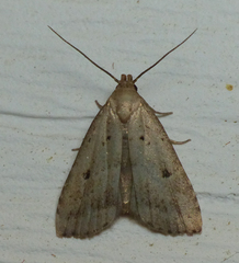 Hypenodes fractilinea