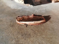 Truncaptera truncata