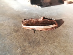 Truncaptera truncata