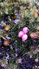 Disterigma empetrifolium