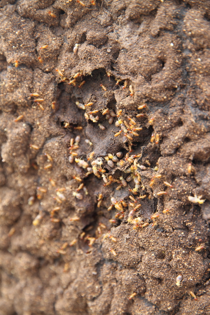 Nasutitermes rippertii