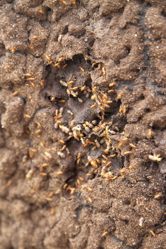 Nasutitermes rippertii