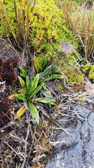 Oritrophium peruvianum