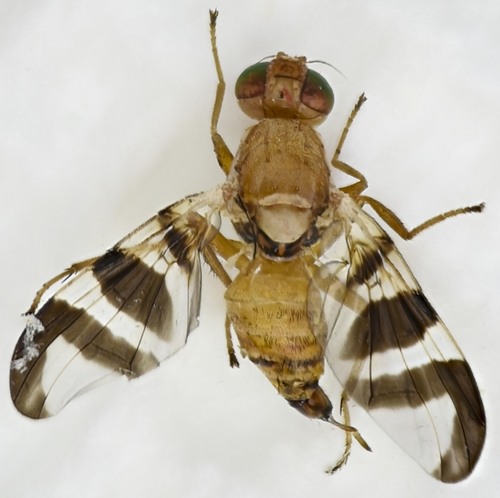 Walnut Husk Fly photo 2