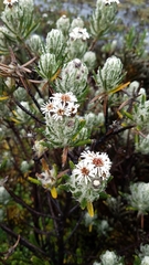 Linochilus rupestris