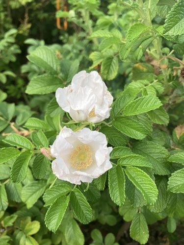 Ein weiteres Foto von Rugosa Rose