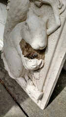 Ancistrocerus waldenii