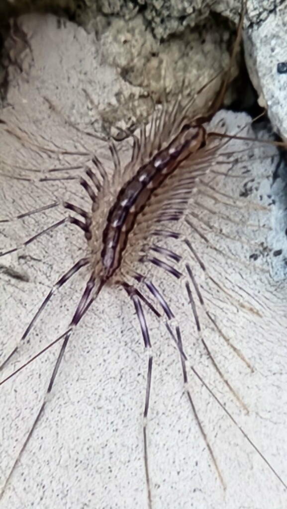 House Centipede from Columbia, MD, USA on August 15, 2024 at 06:26 AM ...