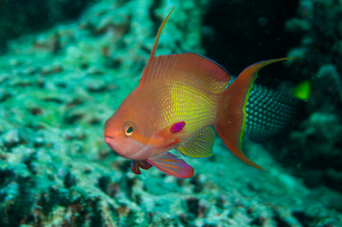 Lyretail Anthias