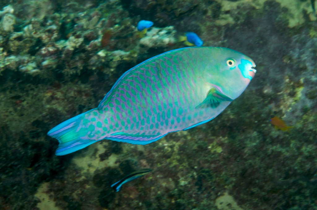 Roundhead Parrotfish