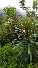 Siphocampylus lucidus