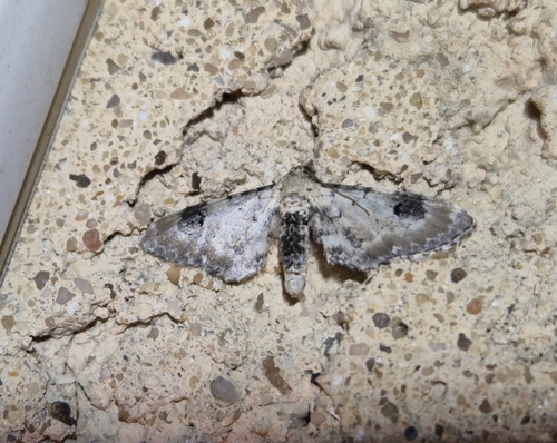 Photo of Lime-speck Pug (Eupithecia centaureata)