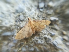 Blepharomastix ranalis