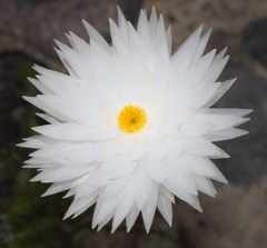 Edmondia
